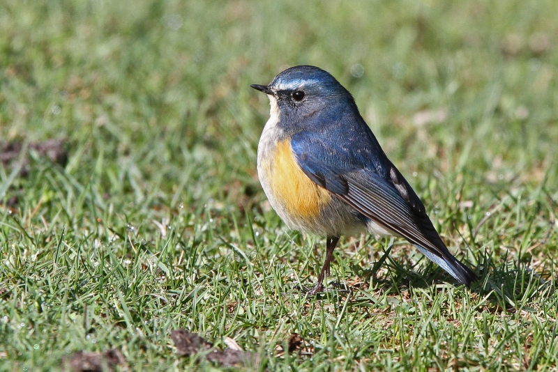 Red-flanked Bluetail