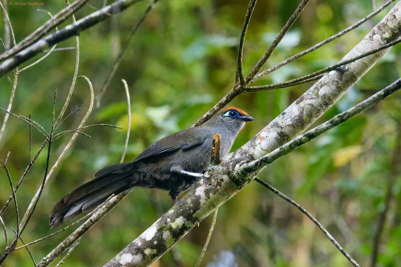 Red-fronted Coua