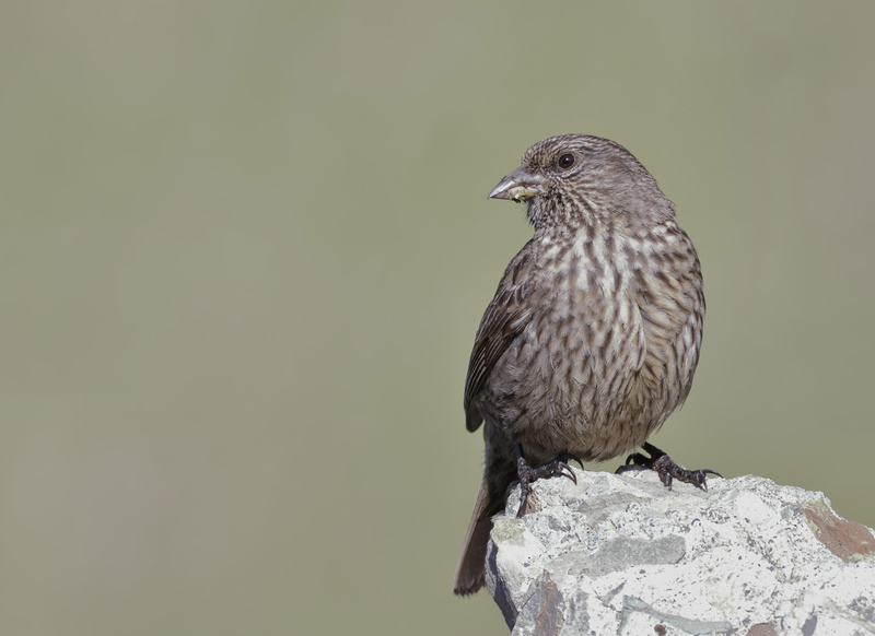 Red-fronted Rosefinch