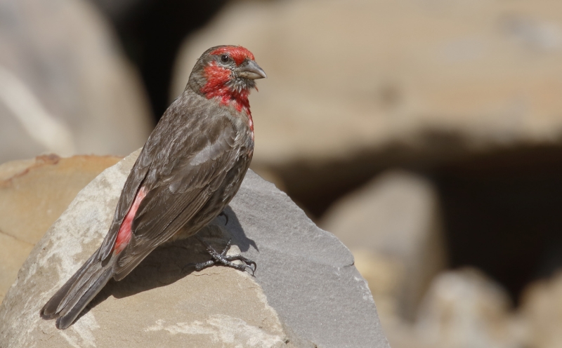 Red-fronted Rosefinch