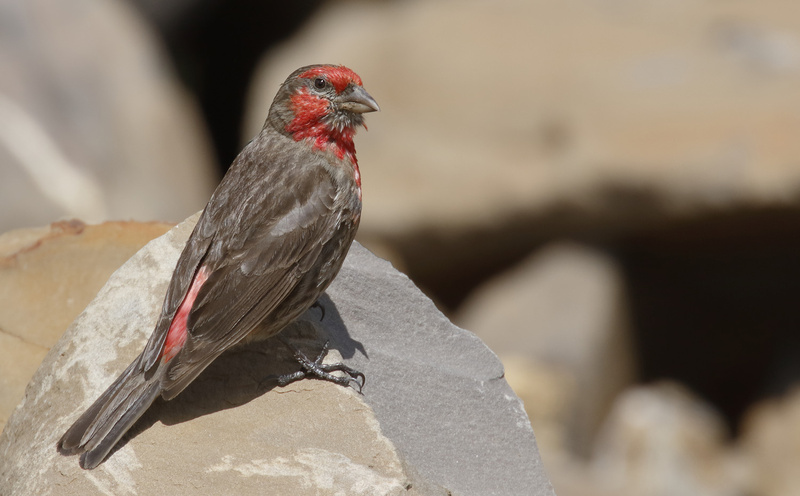 Red-fronted Rosefinch