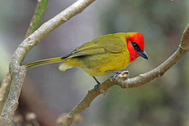 Red-headed Tanager