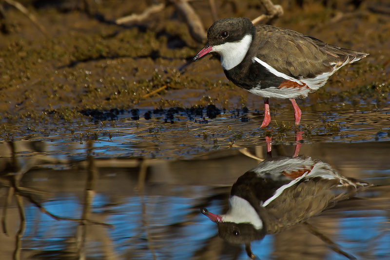 Red-kneed Dotterel