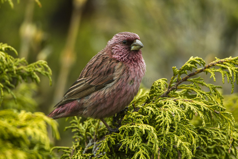 Red-mantled Rosefinch