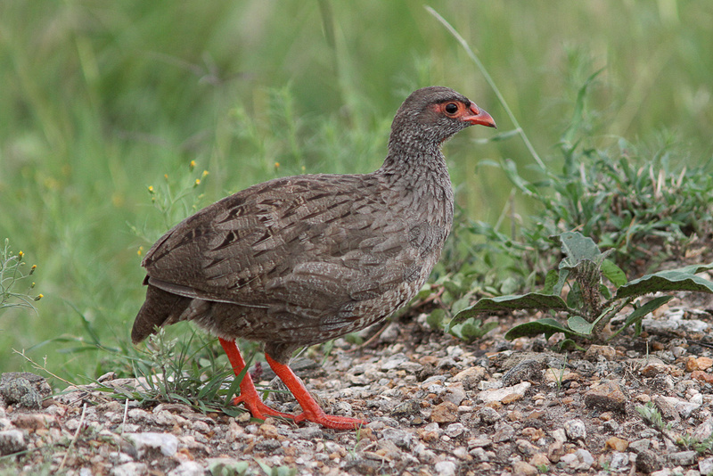 Red-necked Spurfowl