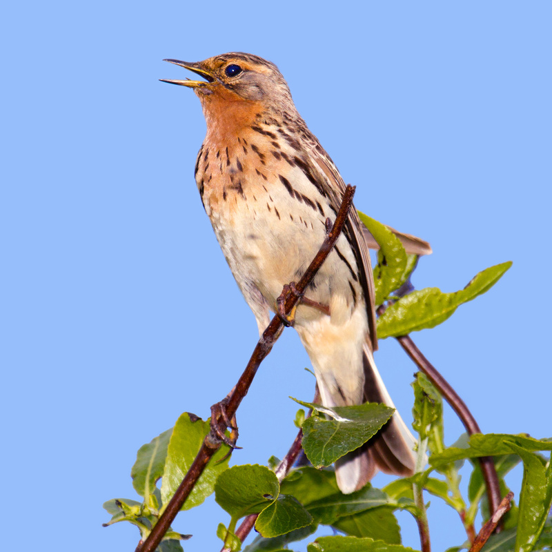 Red-throated Pipit