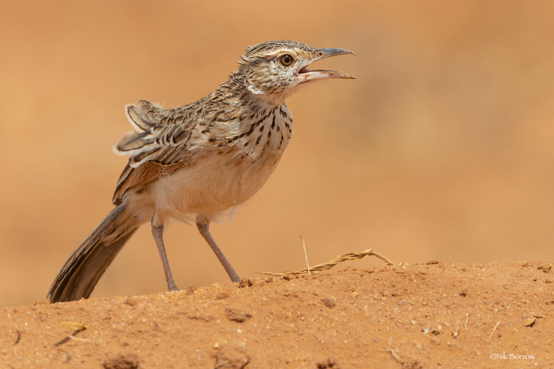 Red-winged Lark