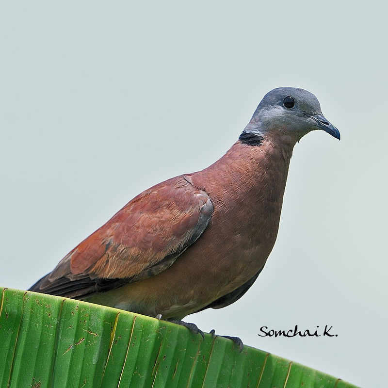 Red Collared Dove