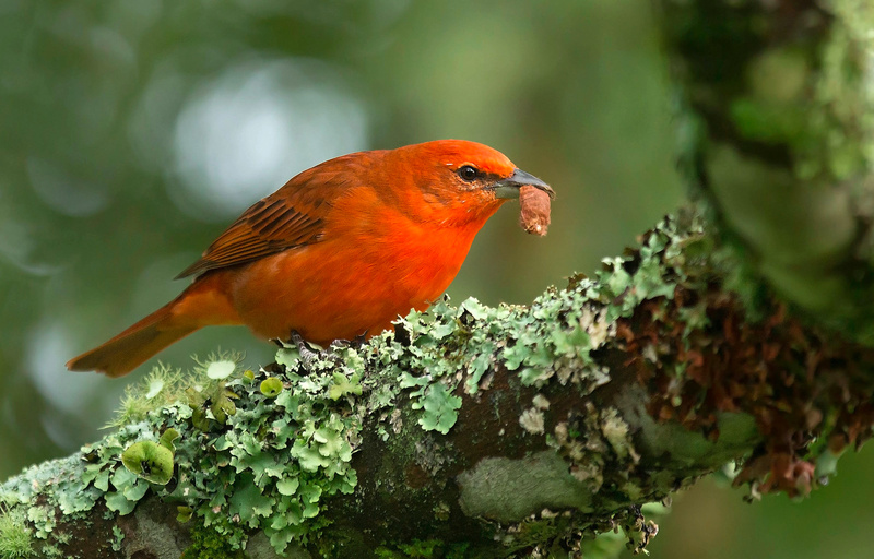 Red Tanager