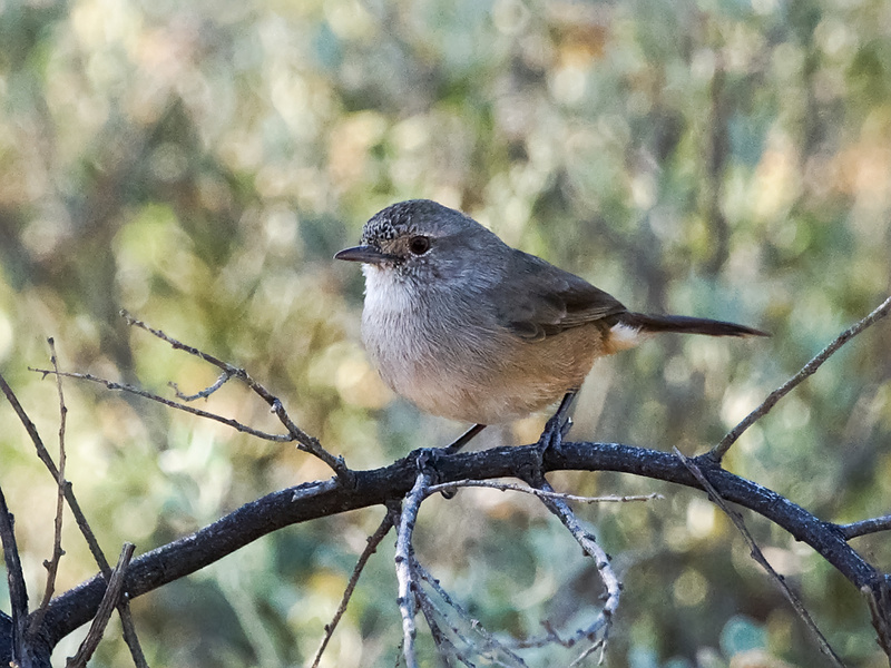 Redthroat