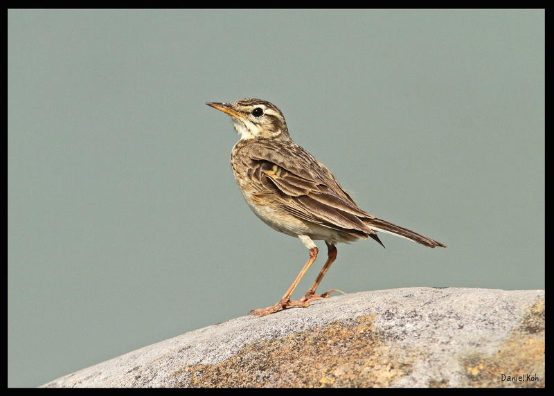 Richard's Pipit