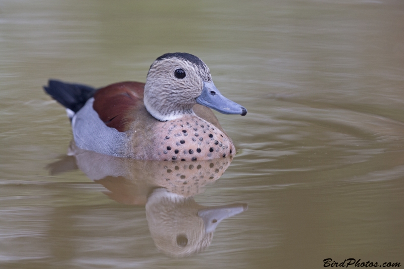Ringed Teal