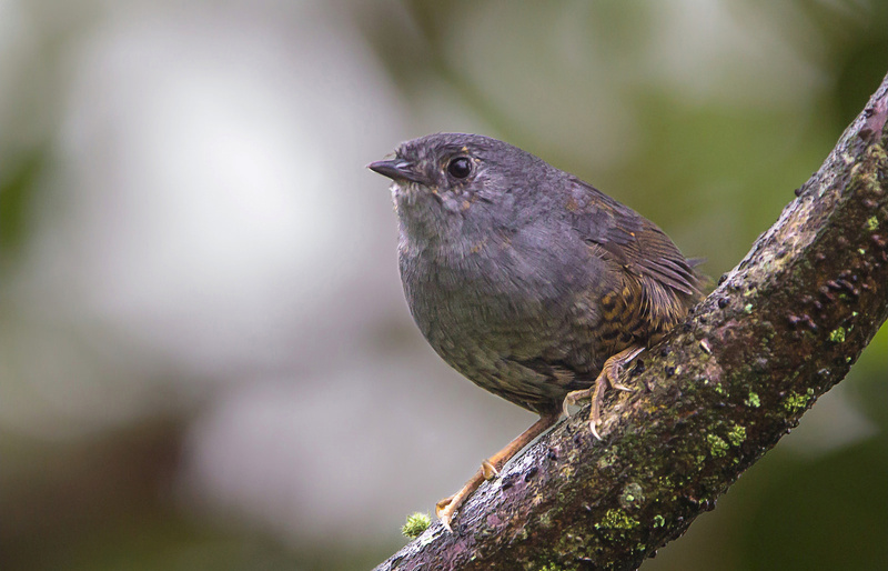 Rock Tapaculo