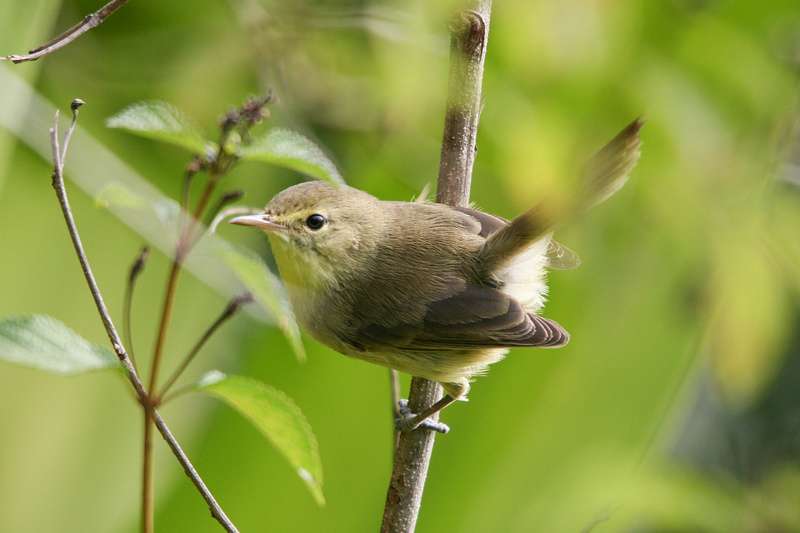 Rodrigues Warbler