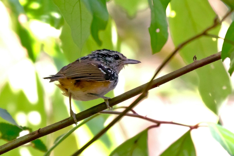Rondonia Warbling Antbird