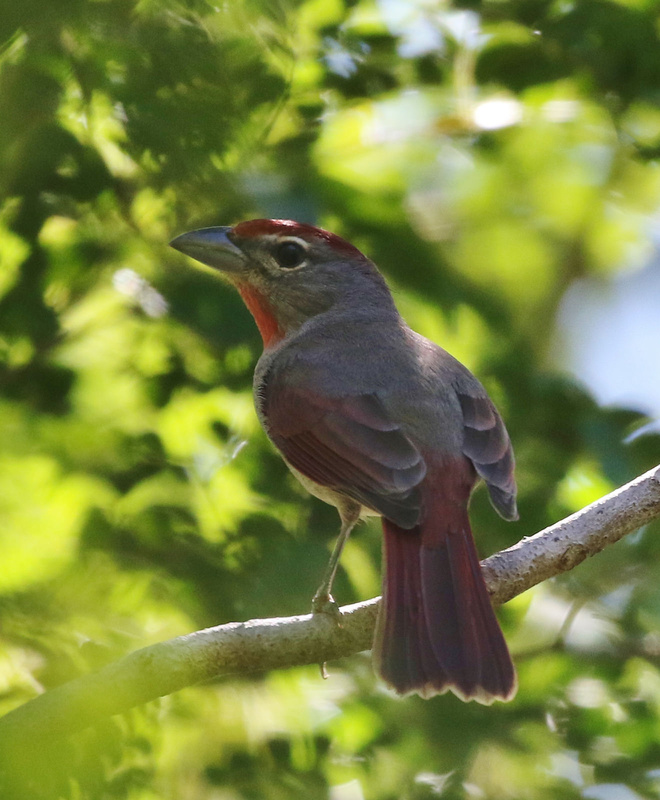 Rose-throated Tanager