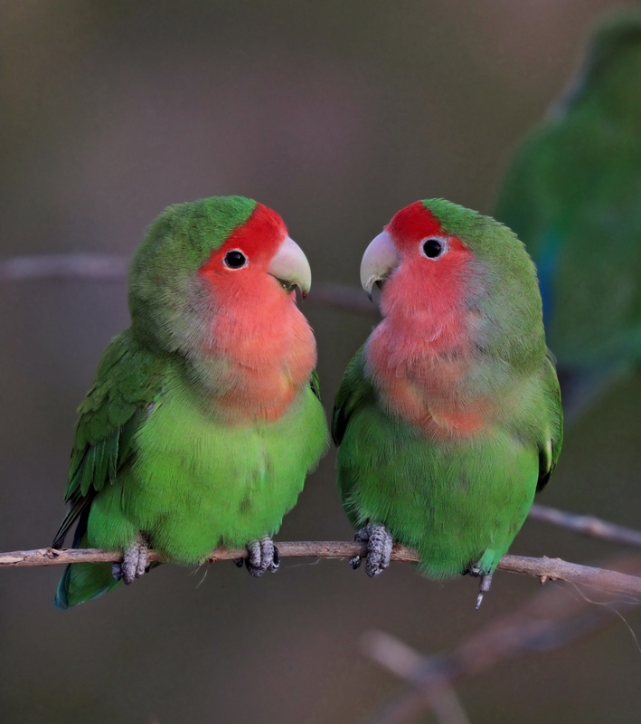 Rosy-faced Lovebird