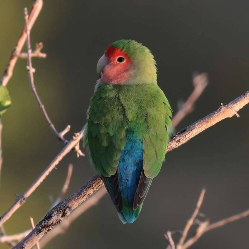 Rosy-faced Lovebird