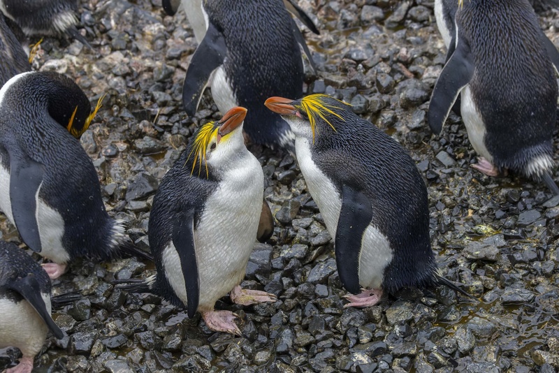 Royal Penguin