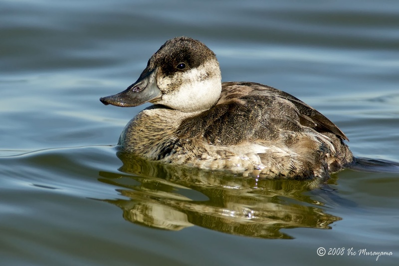 Ruddy Duck