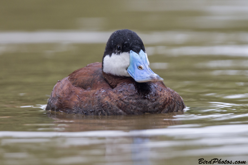 Ruddy Duck