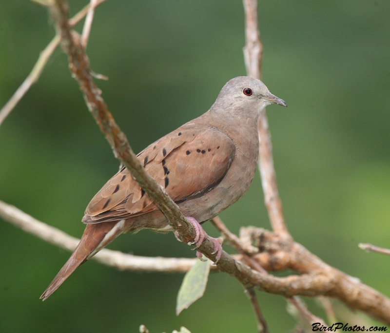 Ruddy Ground Dove