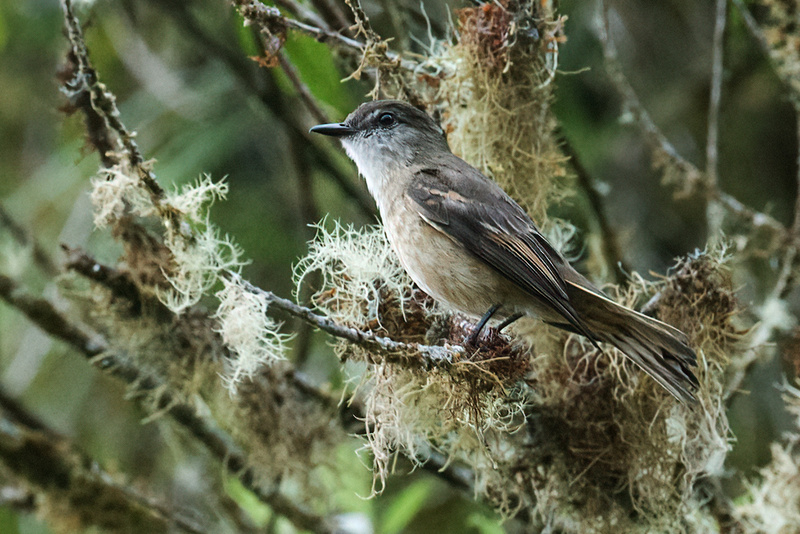 Rufous-bellied Bush Tyrant