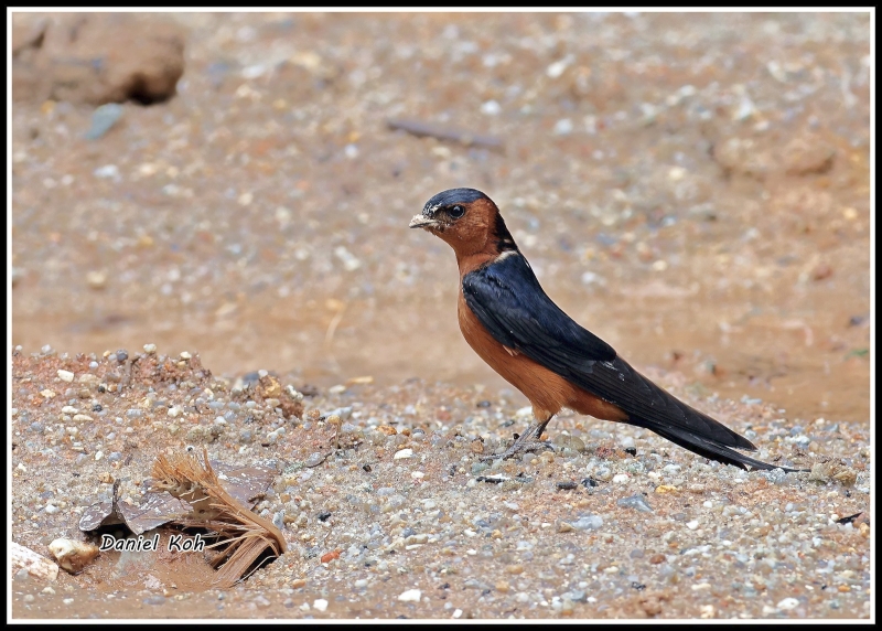 Rufous-bellied Swallow