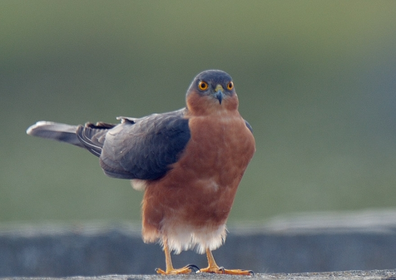 Rufous-breasted Sparrowhawk