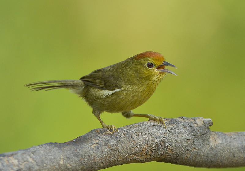 Rufous-capped Babbler