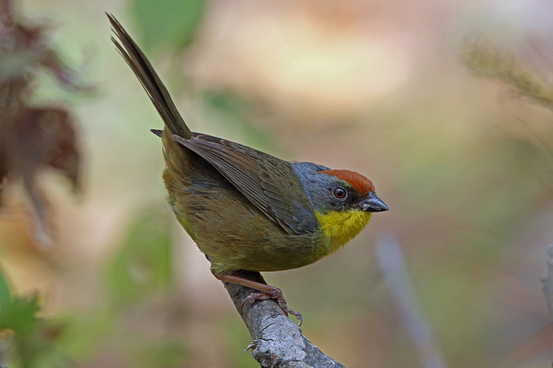 Rufous-capped Brushfinch