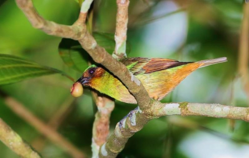 Rufous-cheeked Tanager
