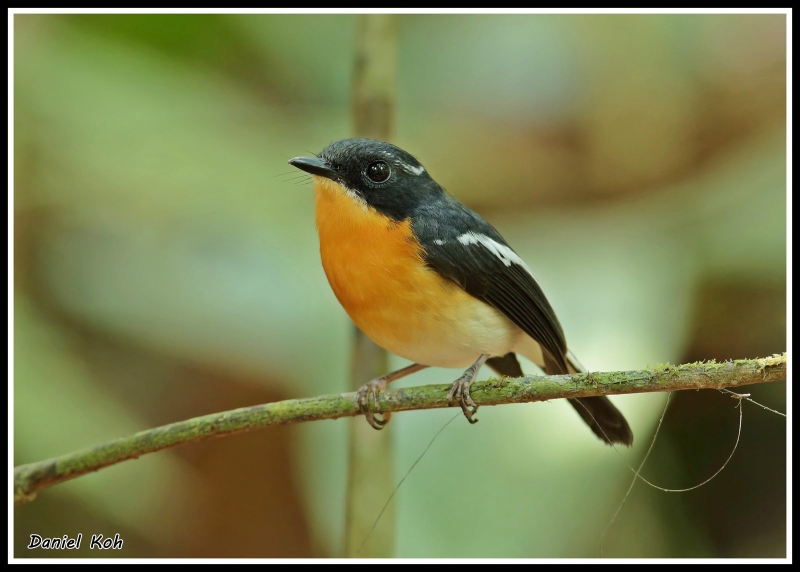 Rufous-chested Flycatcher