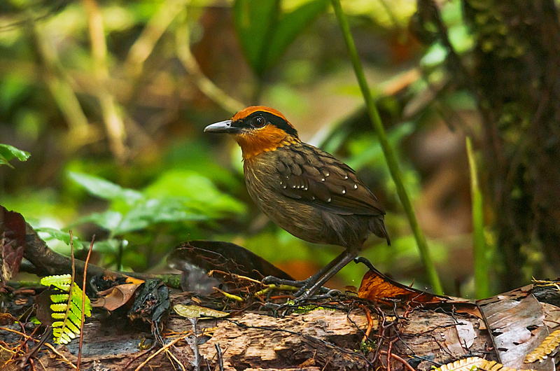 Rufous-crowned Antpitta