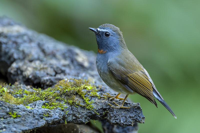 Rufous-gorgeted Flycatcher