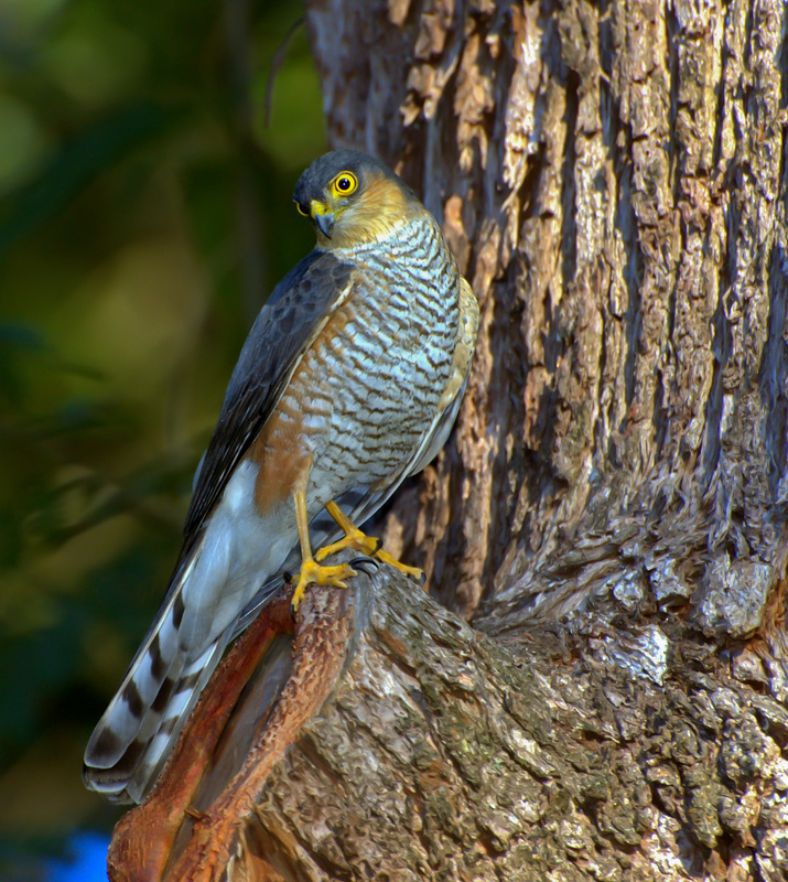 Rufous-thighed Hawk