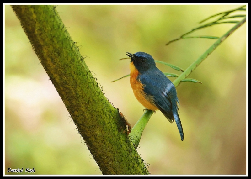 Rufous-throated Flycatcher