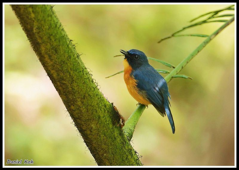 Rufous-throated Flycatcher