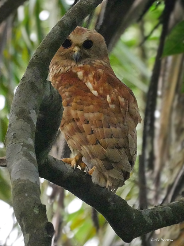 Rufous Fishing Owl