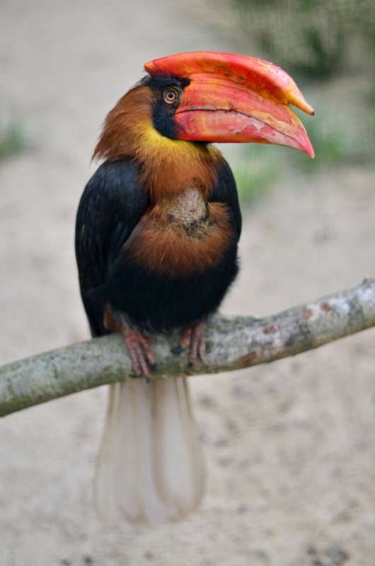 Rufous Hornbill