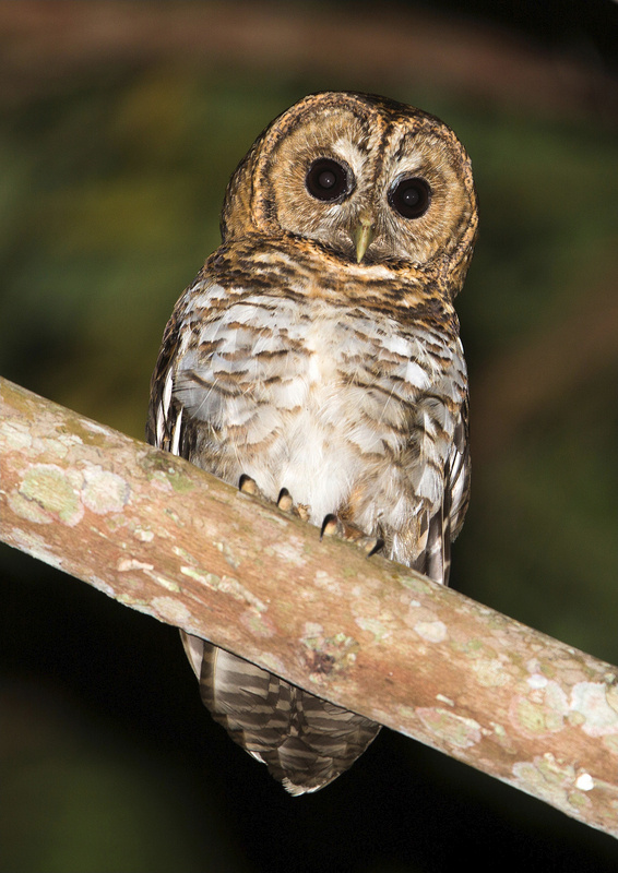 Rusty-barred Owl