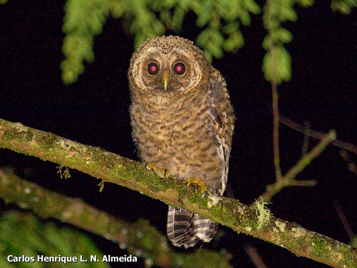 Rusty-barred Owl