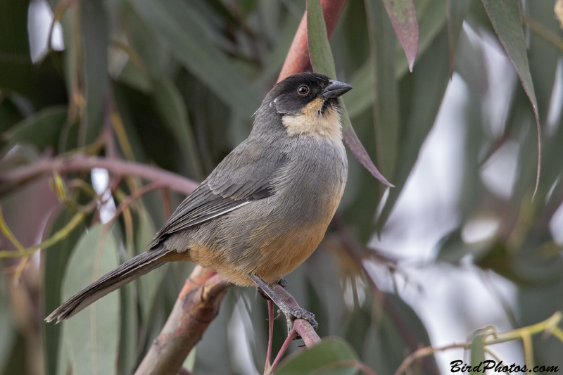 Rusty-bellied Brushfinch