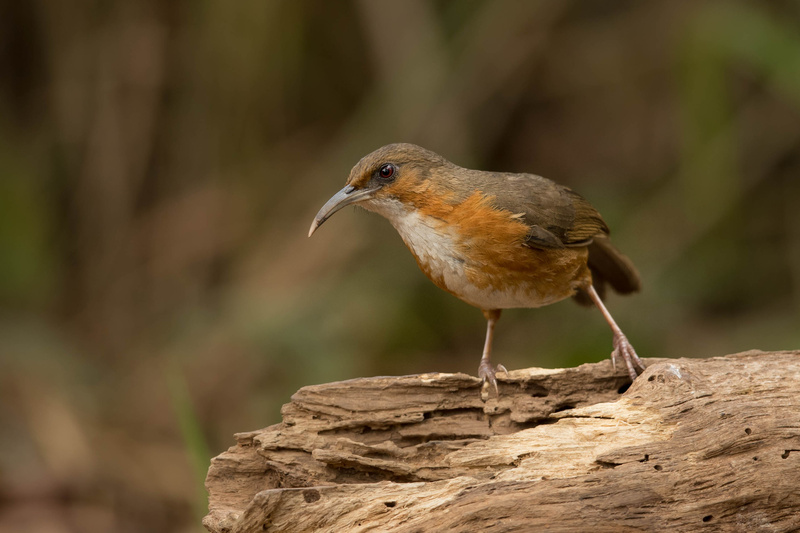 Rusty-cheeked Scimitar Babbler