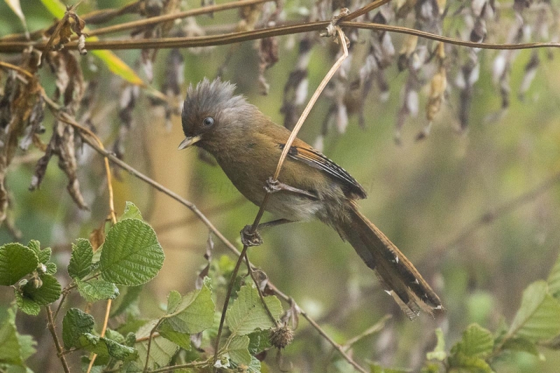 Rusty-fronted Barwing