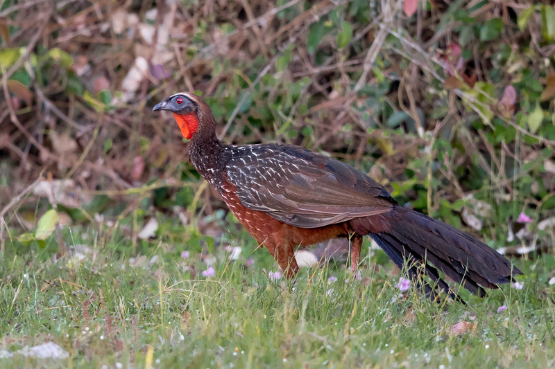 Rusty-margined Guan