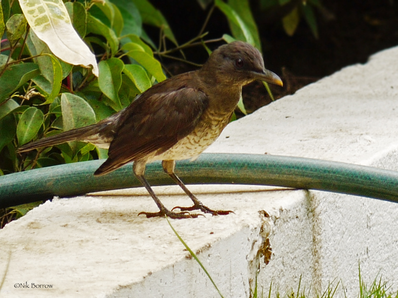 Sao Tome Thrush