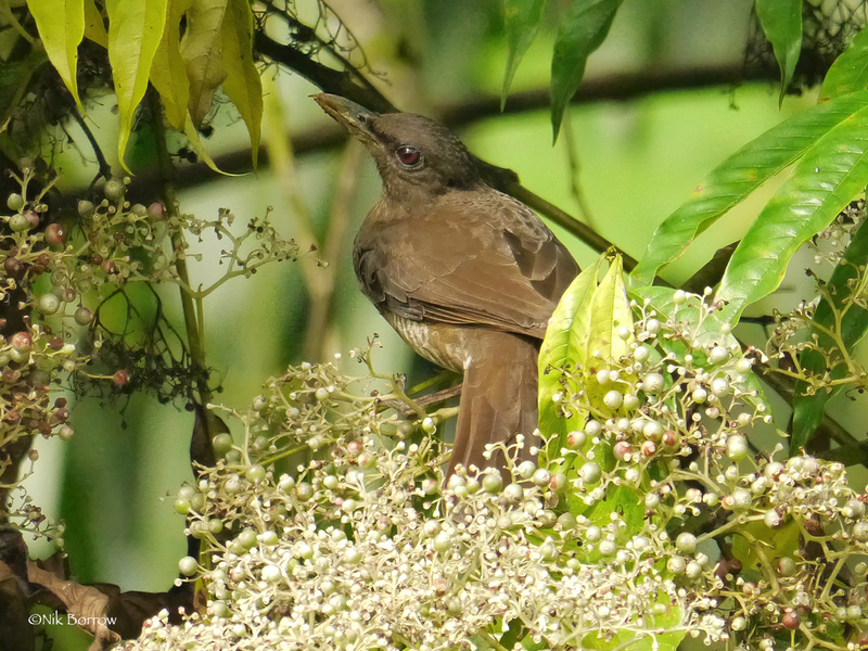 Sao Tome Thrush