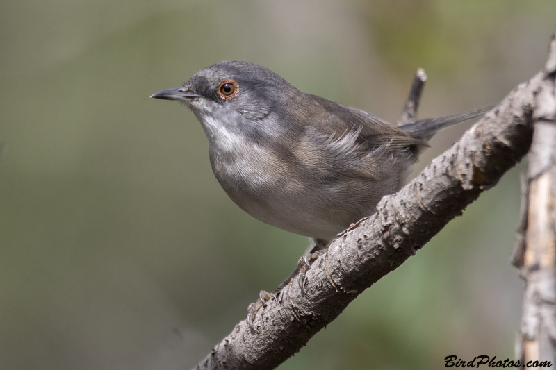 Sardinian Warbler