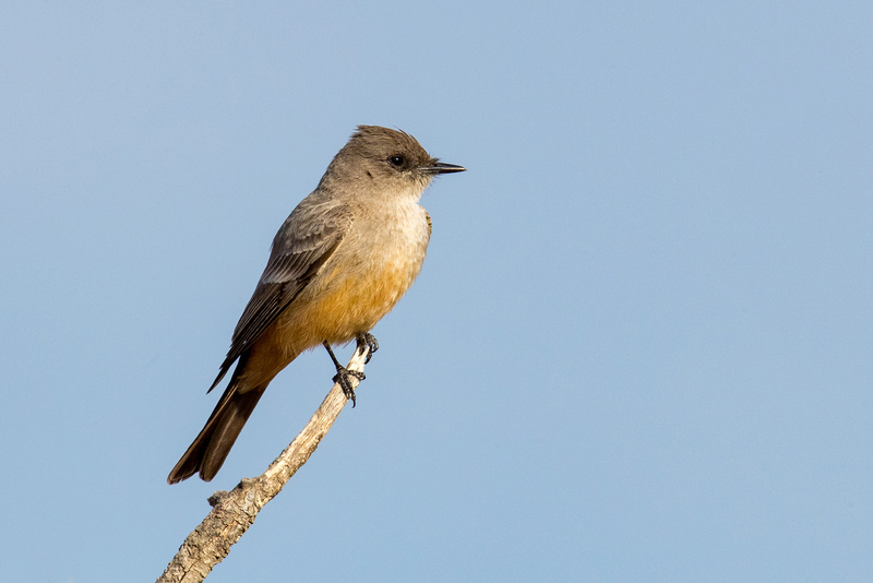 Say's Phoebe